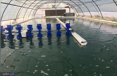  دستیابی به فناوری هوشمند ریزجلبکی برای تصفیه همزمان آب در ایران