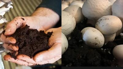  کمپوست قارچ / مواد تشکیل دهنده، روش تولید و نکات کلیدی