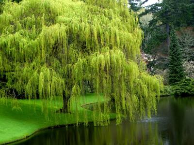  انواع درختان میوه و زینتی: راهنمای جامع