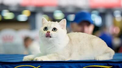  آیا وقتی میومیو می‌کنیم گربه‌ها حرف ما را می‌فهمند؟