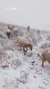  گوسفندان چالوس سفیدپوش شدند