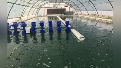 دستیابی به فناوری هوشمند ریزجلبکی برای تصفیه آب و جذب دی‌اکسیدکربن در ایران