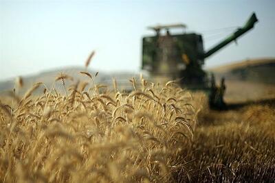  جنگ شایعات علیه گندم؛ ایران دیگر برای کشت گندم مناسب نیست!