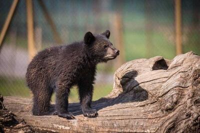  معاون محیط زیست: خودمان هم نمی‌دانیم چه سرنوشتی برای توله خرس گمشده پردیسان پیش آمد