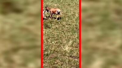  فیلم شکار گوزن شاخ چنگی توسط کفتار