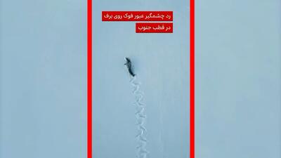  فیلم ثبت رد چشمگیر فوک خرچنگ‌خوار روی برف‌های جنوبگان
