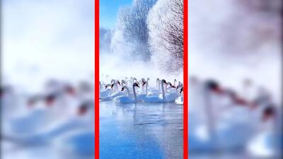  فیلم زیبایی حیرت انگیز قوها در آب سرد رودخانه