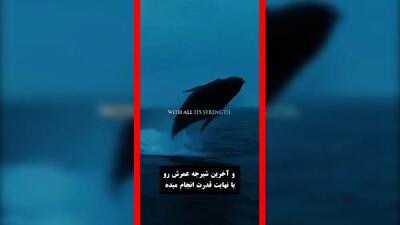  فیلم آخرین وداع نهنگ آبی با اقیانوس