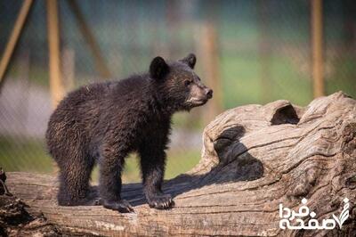 ماجرای توله خرس گمشده پردیسان چه شد؟
