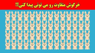  بازی فکری:همه مدعیان بینایی در پیدا کردن خرگوش متفاوت شکست خوردن، تو چطور؟!فقط 4 ثانیه وقت داری!
