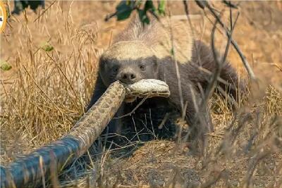  شاهکار حیات وحش؛ گورکن عسل خوار عسل گیرش نیومد مار خورد