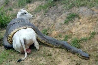  طعام حیات وحش/ مار آناکوندا با درسته یک گاو 900 کیلویی را بلعید