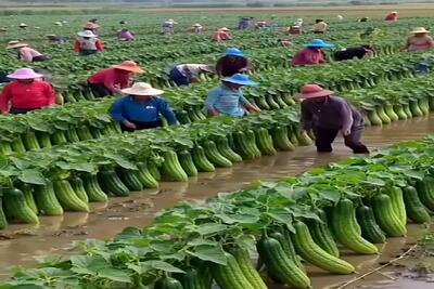  کشاورزی نوین؛ همینجوری تفریحی بذر خیار چنبر پاشیدن زمین جدی جدی بار داد کفشون بریده
