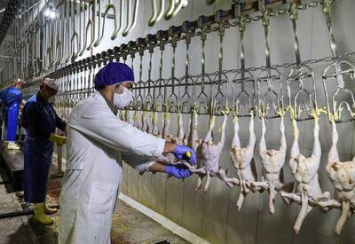 افتتاح بزرگ‌ترین کشتارگاه صنعتی مرغ جنوب کشور در گچساران