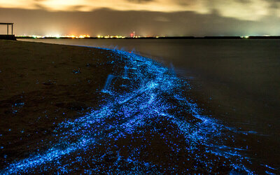 فیتوپلانکتون های ۲ میلیارد ساله در انتظار گردشگران | چرا پلانکتون‌ ها شناگران را تعقیب می کنند؟