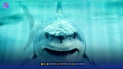  این کوسه در عصر دایناسورها سلطان اقیانوس‌ بود!