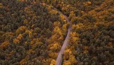 نمای هوائی از جنگل دو هزار