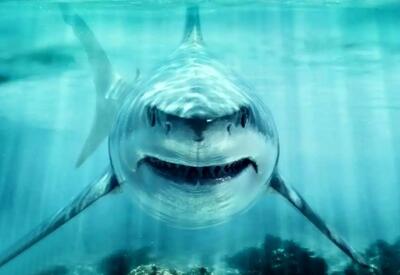 حقایق تازه از کوسه‌ای که در عصر دایناسورها سلطان بود / تصاویر و تحلیل‌های علمی / کشف شگفت‌انگیز