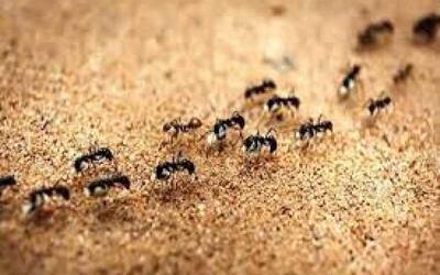  مورچه‌های جوان هنگام بیماری «درخواست مرگ» می‌کنند