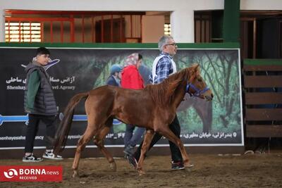 بیستمین جشنواره ملی زیبایی اسب کاسپین در منطقه آزاد انزلی برگزار شد