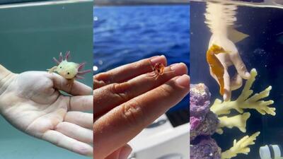 افراد مهربان این حیوانات کوچک را به فرزندی پذیرفتند و بعد این اتفاق افتاد!