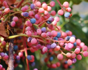 درخت بنه (پسته وحشی): معرفی انواع، خواص و روش کاشت