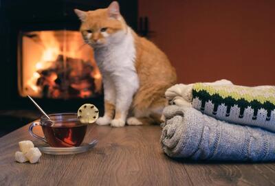 چرا گربه ها عاشق گرما هستند؟ ۴ راز علمی و جذاب گربه ای!