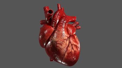  یک راز غذایی که روند پیری قلب را کند می کند