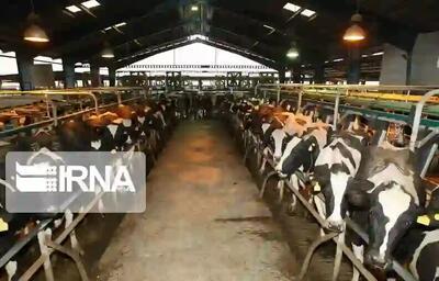  دعوت از دامداران گیلان برای بیمه‌گذاری؛ ۱۲ هزار راس دام بیمه شدند