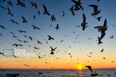  فرمانده یگان محیط زیست: عرضه و فروش پرندگان وحشی در بازارهای گیلان ممنوع است