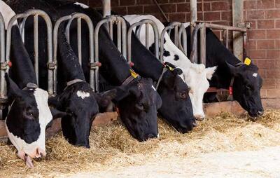 آغاز طرح یکپارچه‌سازی نهاده‌های دامی؛ دولت پرداخت‌ها را تسریع کرد