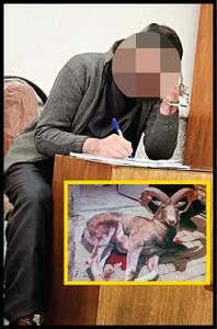 شکار شکارچی هنگام فیلم‌برداری از کشتار میش‌های باردار