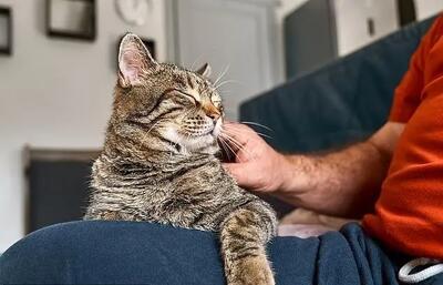 یک پژوهش نشان داد؛ گربه‌ها به مردها علاقه بیشتری دارند