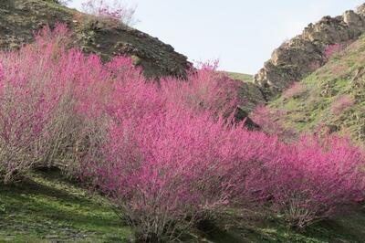  بازدید استاندار ایلام از طرح های گردشگری استان - پارس فوتبال