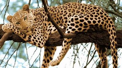  استتار حیرت‌انگیز پلنگ بر بلندای درخت + فیلم