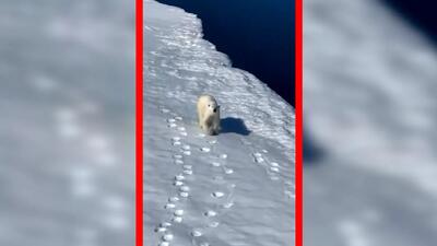  فیلم ژست گرفتن خرس قطبی برای عکاس های داخل هلیکوپتر