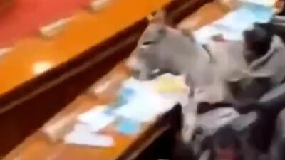  فیلم ورود غیرمنتظره یک الاغ به پارلمان پاکستان