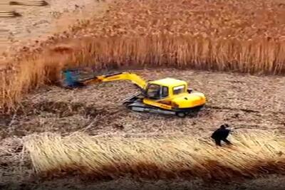 کشاورزی نوین؛ ماشین ساختن کار چیدن و دسته کردن رو انجام میده آدم خجالتش میشه از زحمتش