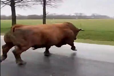 دامداری نوین؛ گاو غول پیکر از دستشون در رفته براش پرچم قرمز تکون دادن بدتر جری شد