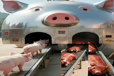 فرآوری خوک؛ خوک لجن رو با پشم و پیل فرستادن تو دستگاه  کز خورد سوخاری شد