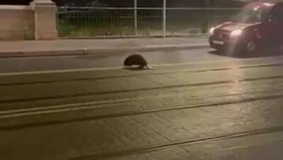 یک سگ آبی در خیابان‌های مرکز وروتسواف قدم می‌زد