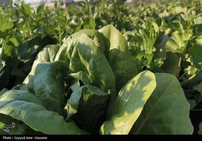 هسته‌ای در کشاورزی ــ 63| افزایش دوام سبزیجات با فناوری هسته‌ای - تسنیم