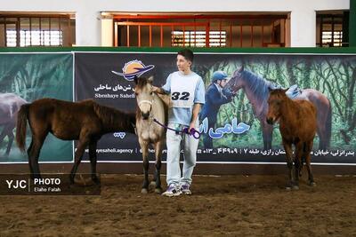 جشنواره ملی زیبایی اسب اصیل نژاد کاسپین