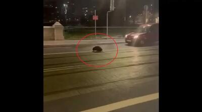 صحنه عجیب قدم‌زدن سگ آبی وسط شهر وروتسواف لهستان (فیلم)