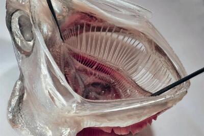 فناوری جدید مبتنی بر آنچوی؛ پایان ریزپلاستیک‌های ماشین لباسشویی؟ (+عکس)