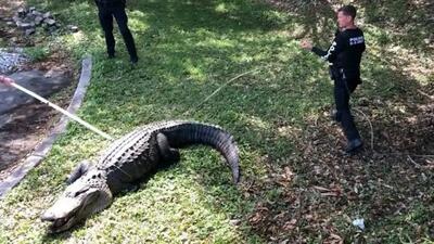 مداخله پلیس آمریکا برای مهار تمساح غول‌پیکر در فلوریدا (فیلم)