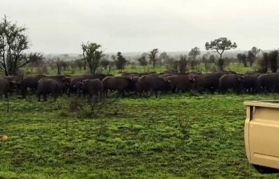 لحظه‌ای تلخ برای گوساله؛ گله رهایش کرد تا شکار شیر شود