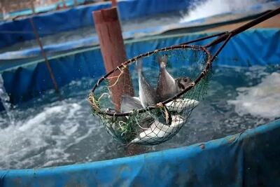 تولید ۵۰ تن ماهی با یک لیتر آب در تهران!