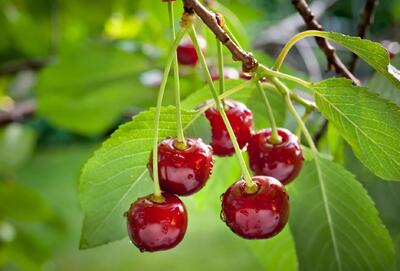  راهنمای کامل کاشت و پرورش درخت آلبالو