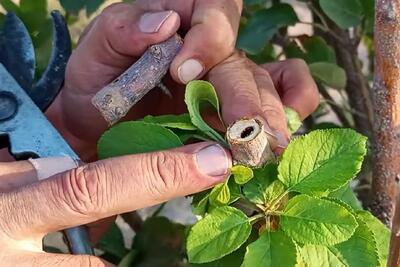  آموزش مبارزه با کرم خراط؛ بهترین روش مبارزه با کرم خراط!